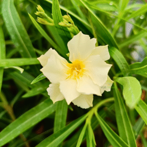 Yellow-Arali