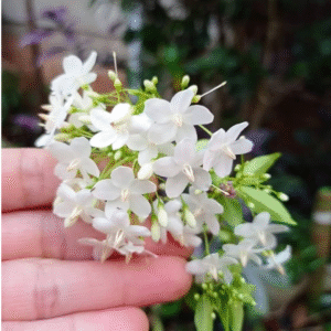 Water Jasmine - (Wrightia Religiosa) Live Plant - Image 4