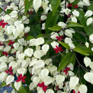 White Bleeding Heart Vine (Clerodendrum thomsoniae) Flowering Live Plant - Image 5