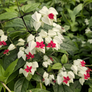 White Bleeding Heart Vine (Clerodendrum thomsoniae) Flowering Live Plant