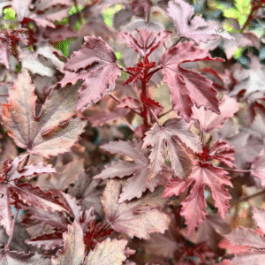 Cranberry Hibiscus (Acetosella)−Maple Leaf Live Plant - Image 5