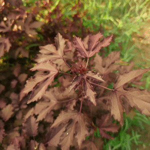 Cranberry Hibiscus (Acetosella)−Maple Leaf Live Plant - Image 6