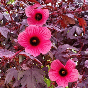 Cranberry Hibiscus (Acetosella)−Maple Leaf Live Plant - Image 7