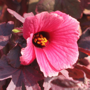 Cranberry Hibiscus (Acetosella)−Maple Leaf Live Plant