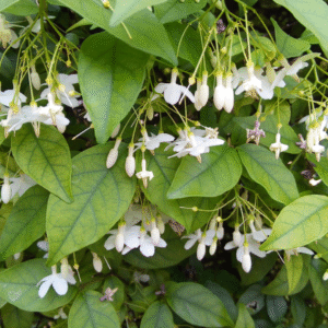 Water Jasmine - (Wrightia Religiosa) Live Plant - Image 3
