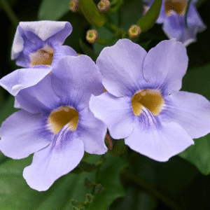 Thunbergia Grandiflora-Bengal (Blue Trumpet Vine) Clock Vine Live Plant