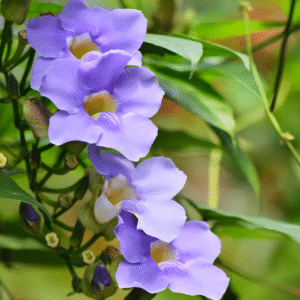 Thunbergia Grandiflora-Bengal (Blue Trumpet Vine) Clock Vine Live Plant - Image 4
