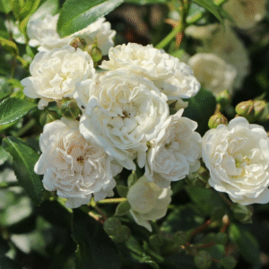 White Button Rose Mother Plant Live Plant