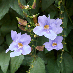 Thunbergia Grandiflora-Bengal (Blue Trumpet Vine) Clock Vine Live Plant - Image 2