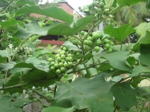 Turkey Berry - Sundakkai Live Plant - Image 3