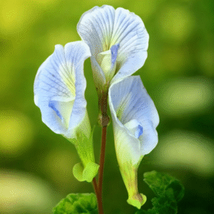 Clitoria (Sangu poo) - Pushpam
