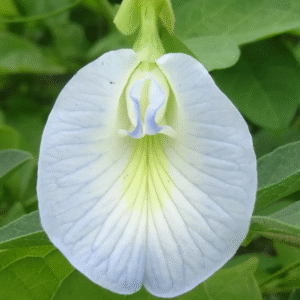 White and Blue Clitoria (Sangu poo) Single Live Plant - Image 2