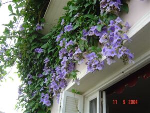 Thunbergia Grandiflora-Bengal (Blue Trumpet Vine) Clock Vine Live Plant - Image 6