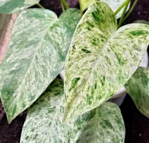 Philodendron Giganteum White Mother Varigated Live Plant - Image 2