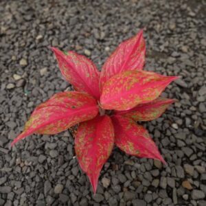 Aglaonema Red Moon Live Plant - Image 3