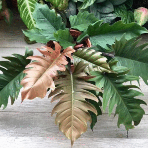 Philodendron Black Pluto Live Plant