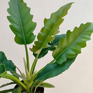 Philodendron Narrow Escape Live Plant