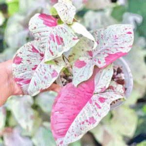 Syngonium Milk Confetti Live Plant