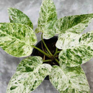 Philodendron Giganteum White Mother Varigated Live Plant