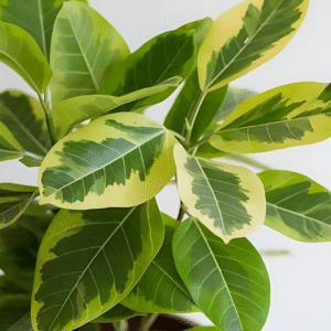 Ficus Rubber Lemonlime Varigated Live Plant