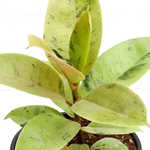 Ficus Elastica Rubber Shivereana Live Plant - Image 2