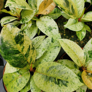 Ficus Elastica Rubber Shivereana Live Plant