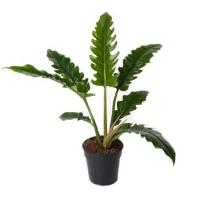 Philodendron Narrow Escape Live Plant - Image 3