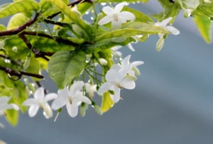 Water Jasmine - (Wrightia Religiosa) Live Plant - Image 2