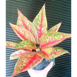 Aglaonema Legacy Narrow Live Plant - Image 3