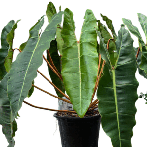 Philodendron Billietiae Live Plant