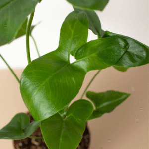 Philodendron Goeldii