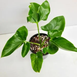 Philodendron Goeldii Live Plant - Image 2