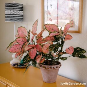 Aglaonema Pink Valentine Live Plant - Image 2