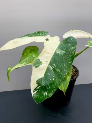 Philodendron Jose Buono Mother Variegated Live Plant - Image 2