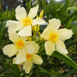 Yellow-Arali Single Petal (Nerium oleander) All Time Flowering Live Plant - Image 2