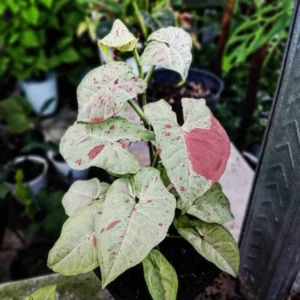 Syngonium Milk Confetti Live Plant - Image 4