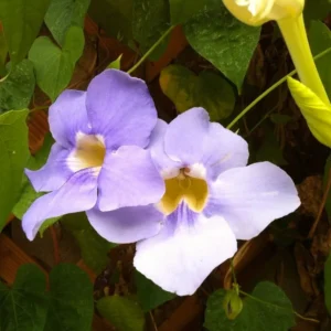Thunbergia Grandiflora-Bengal (Blue Trumpet Vine) Clock Vine Live Plant - Image 5