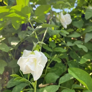 White Double Petal Sangu Poo - Clitoria Ternatea Live Plant - Image 4