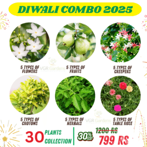 Ultimate Diwali Plant Combo 2025 – 30 Live Plants Collection