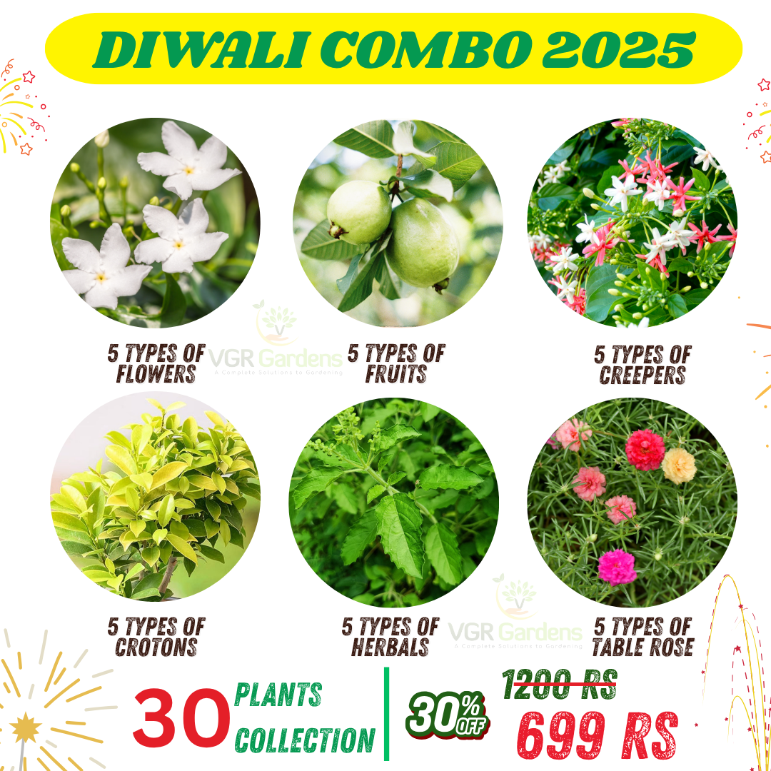 Ultimate Diwali Plant Combo 2025 – 30 Live Plants Collection