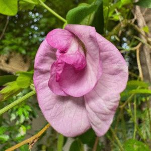 Pink Multi petal Sangu Poo – Clitoria Ternatea Live Plant