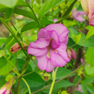 Pink Double Sangu Poo – Clitoria Ternatea Live Plant