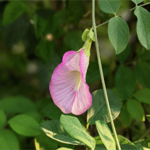 Pink Single Aparajita -Clitoria Ternatea Sangu Poo Live Plant