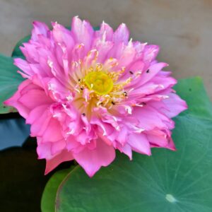Pink Jupiter Lotus Tuber Live Plant