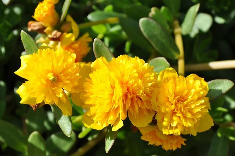 Golden Yellow Cindrella Table Rose Cutting Live Plant - Image 3