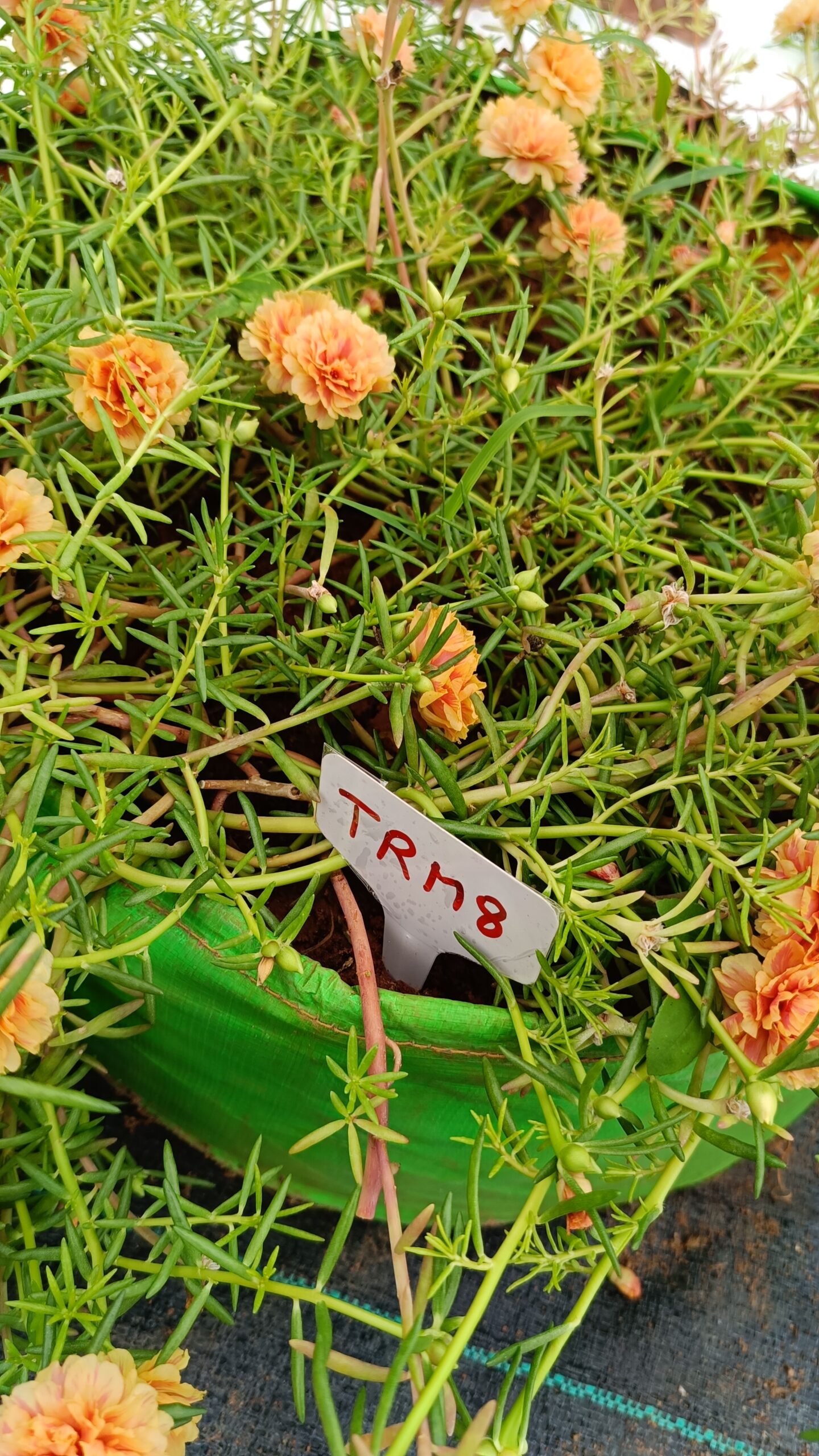 Peach Yellow Table Rose Cutting Live Plant - Image 4