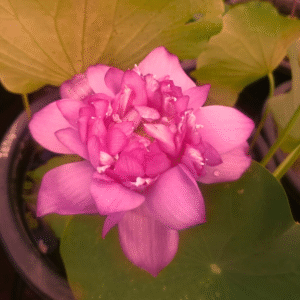 Subi Lotus Tuber Live Plant