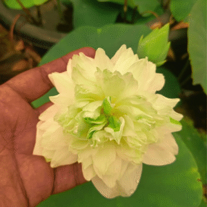 White Musky - Lotus