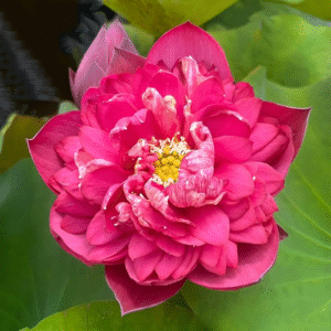 Aishwarya Lotus Tuber Live Plant