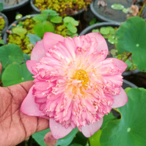 Karna Lotus Tuber Live Plant